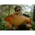 Delphin CARPY Plüss Ponty 60 cm