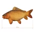 Delphin CARPY Plüss Ponty 60 cm